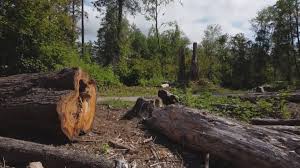 Best Root Management and Removal  in Shenandoah, TX