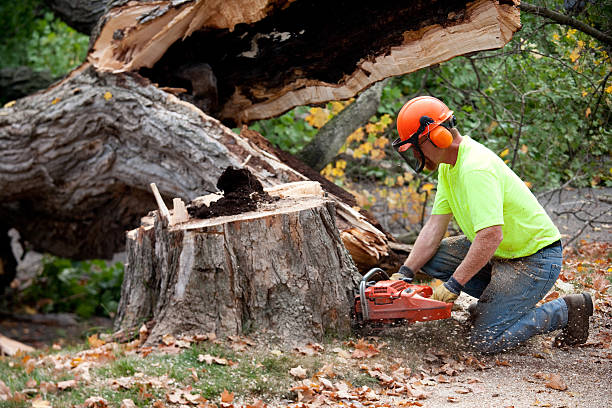 Best Lawn Maintenance Plans  in Shenandoah, TX