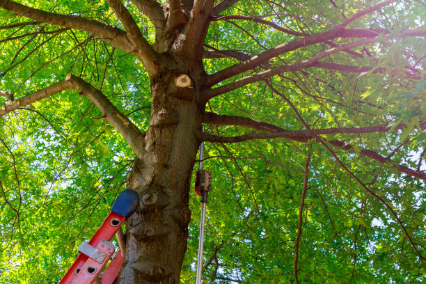 Best Tree Disease Treatment  in Shenandoah, TX